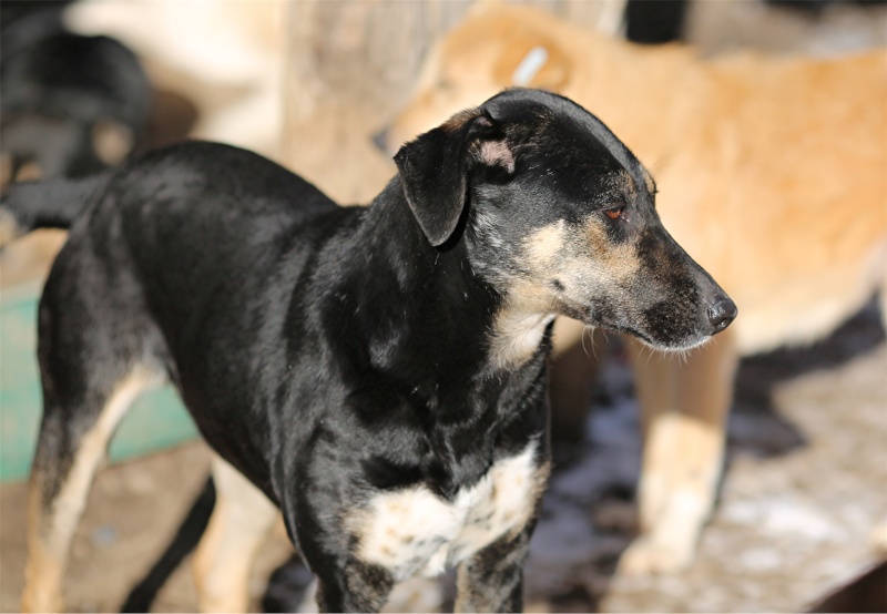 Sofia, puce très sociable, sauvée d'un raid des dog catchers, née en février 2013 Sofia_16