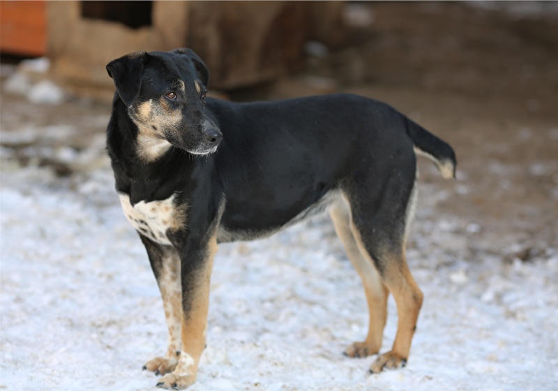 Sofia, puce très sociable, sauvée d'un raid des dog catchers, née en février 2013 Sofia_17