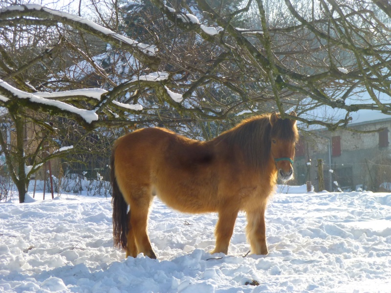 chevaux sous la neige  P1010313