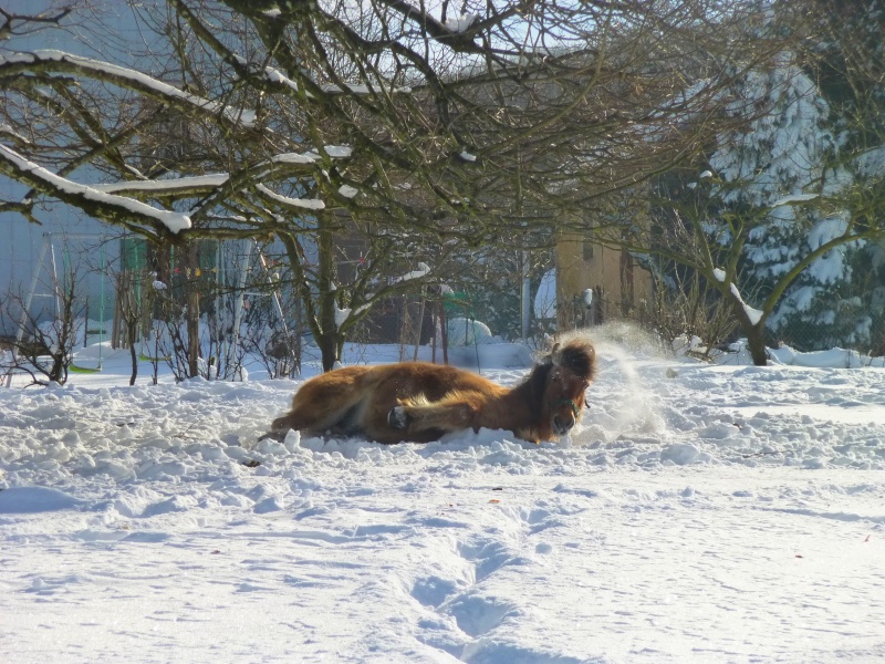 chevaux sous la neige  P1010315