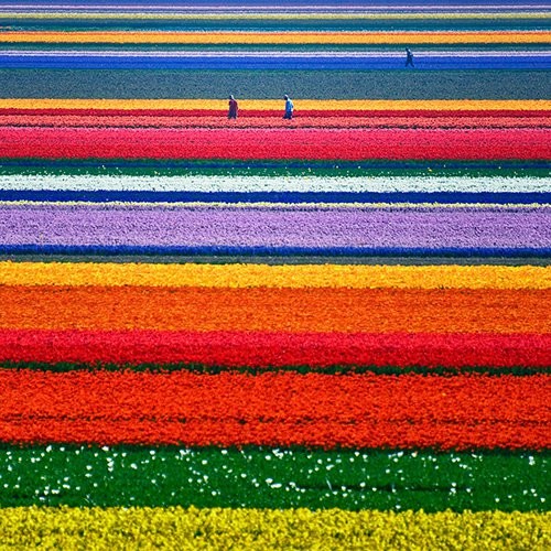 Rêver avec le réel, paysages Tulipe10