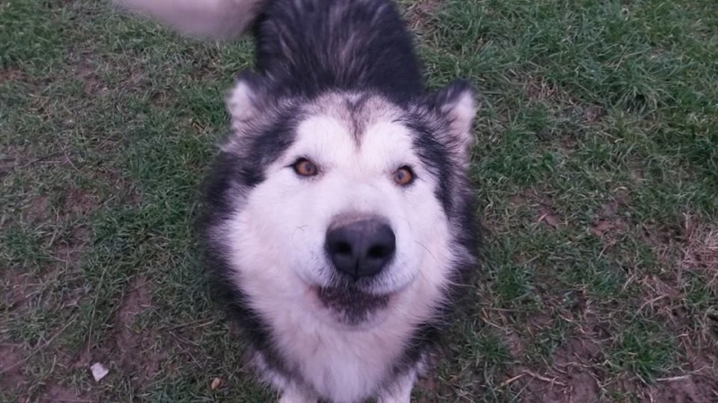 Fenix, Malamute 22/10/2010, hyper sociable pas ok chat ASSO39  ADOPTE 10407610