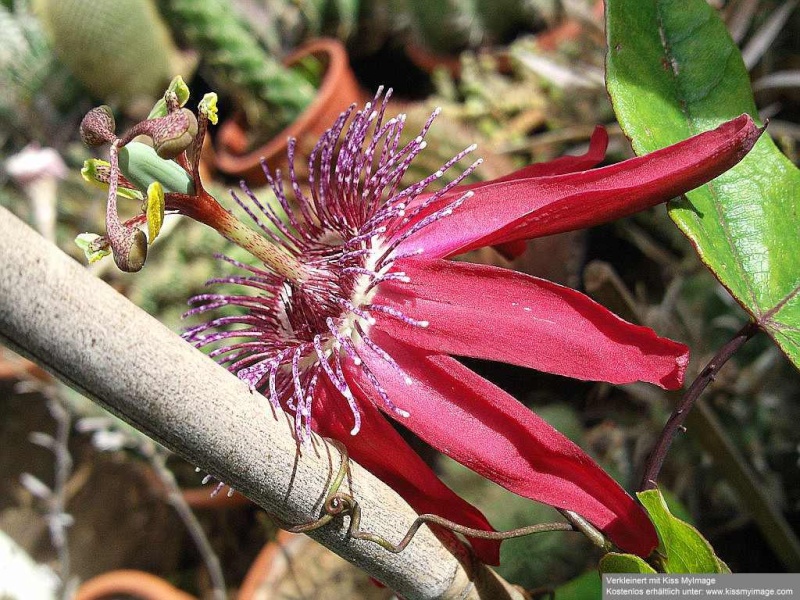 Passiflora - Passionsblume - kleine "Juwelen" - alles über Aussaat, Pflege, Vermehrung und natürlich Blütenbilder :) Passif11