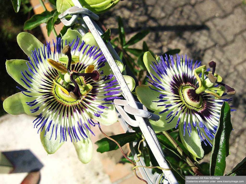 Passiflora - Passionsblume - kleine "Juwelen" - alles über Aussaat, Pflege, Vermehrung und natürlich Blütenbilder :) Passif13