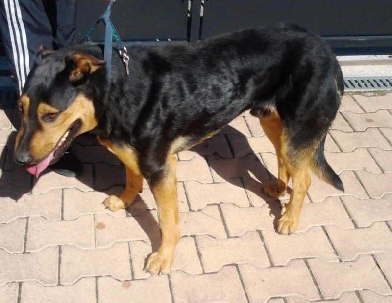 (rip) Trouvé chien mâle genre beauceron entre Dabisse et Les Pourcelles (04) 28/09/2012 2012-012
