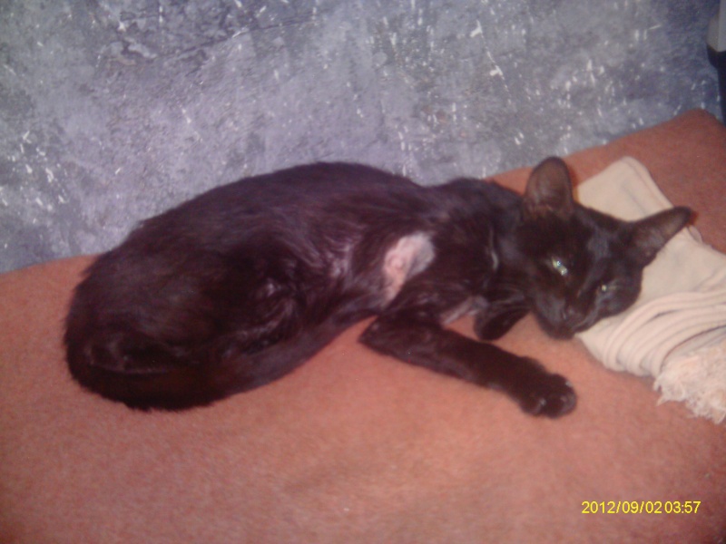 Trouvée chatte noire avec colliers ORAISON 28/08/2012 Imag0326