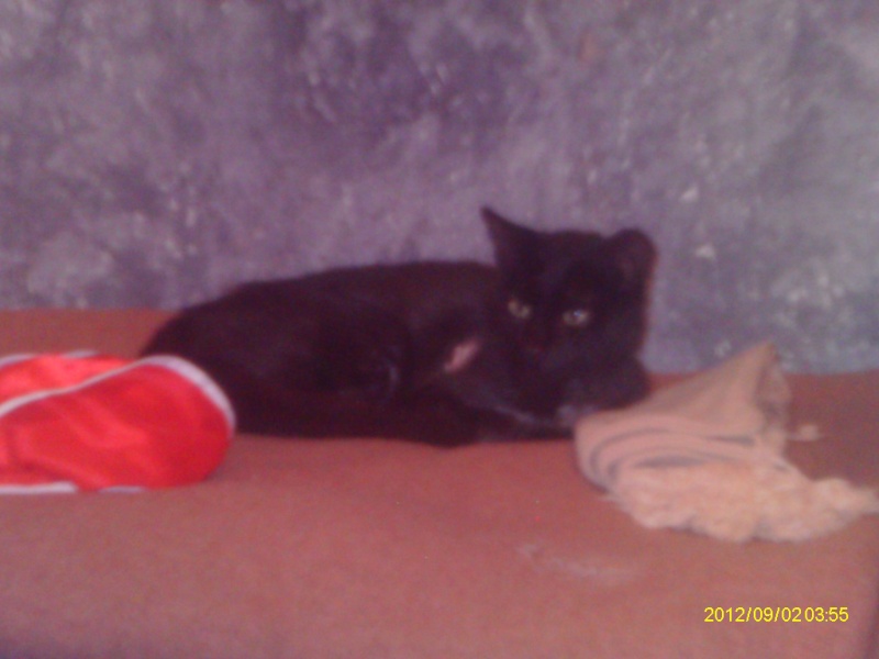 Trouvée chatte noire avec colliers ORAISON 28/08/2012 Imag0328