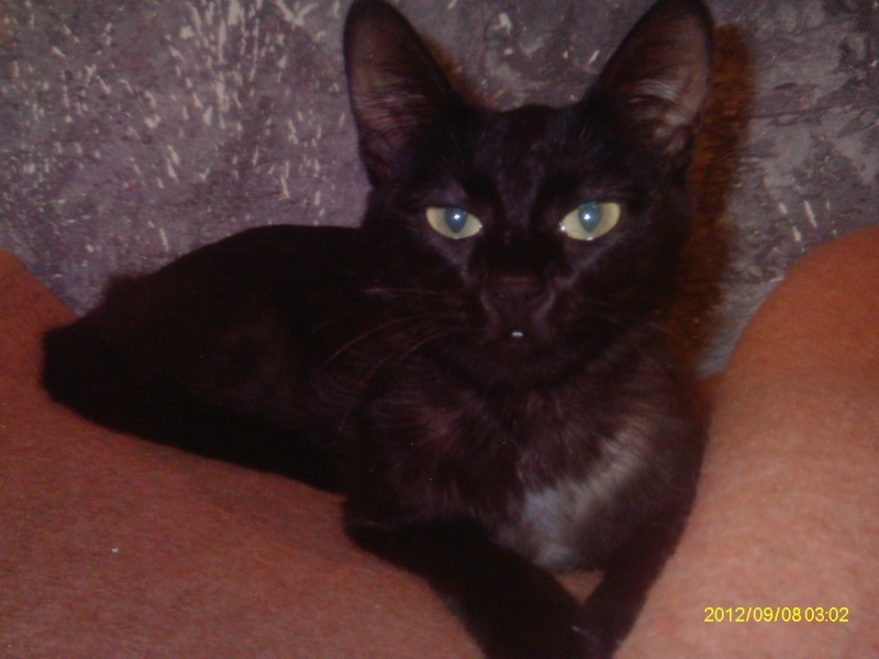 Trouvée chatte noire avec colliers ORAISON 28/08/2012 Imag0332