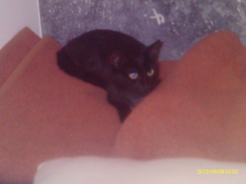 Trouvée chatte noire avec colliers ORAISON 28/08/2012 Imag0333