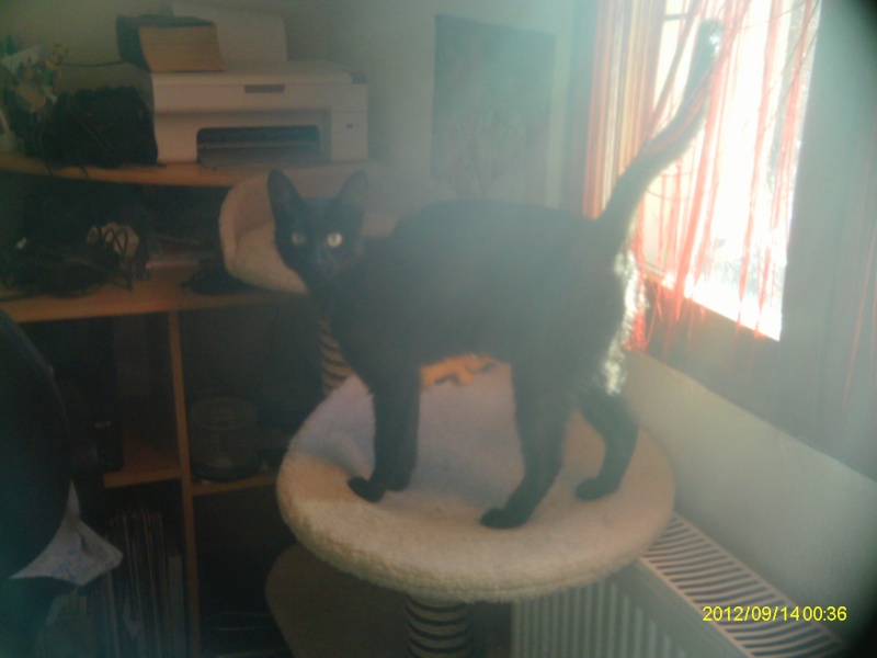 Trouvée chatte noire avec colliers ORAISON 28/08/2012 Imag0410
