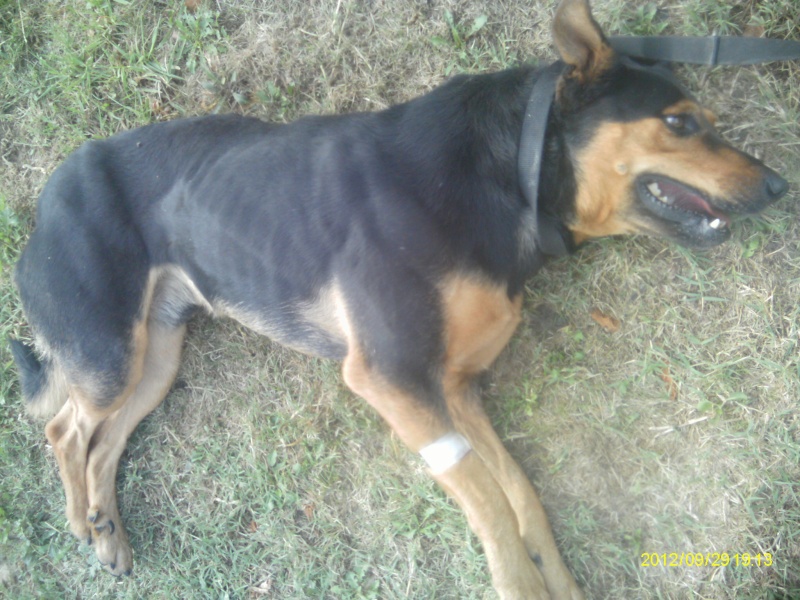 (rip) Trouvé chien mâle genre beauceron entre Dabisse et Les Pourcelles (04) 28/09/2012 Imag0415