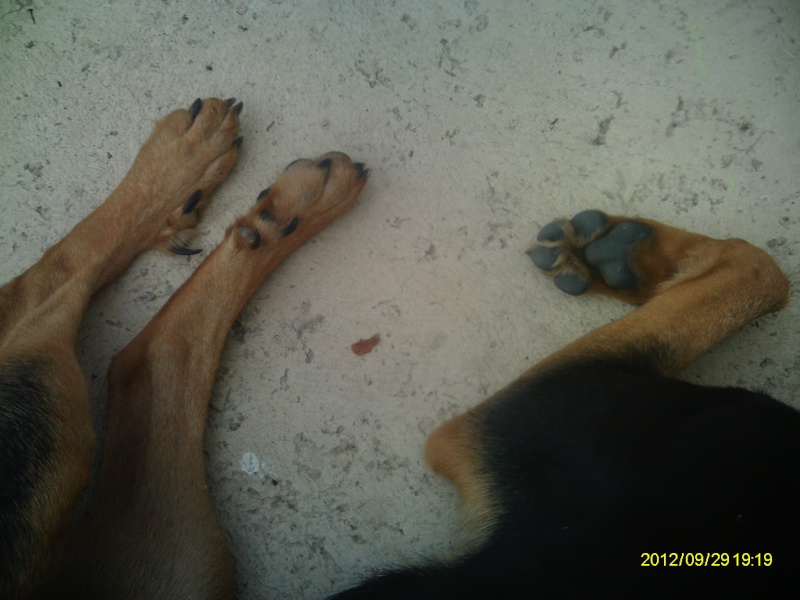(rip) Trouvé chien mâle genre beauceron entre Dabisse et Les Pourcelles (04) 28/09/2012 Imag0417