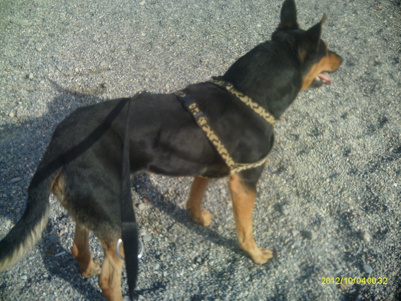 (rip) Trouvé chien mâle genre beauceron entre Dabisse et Les Pourcelles (04) 28/09/2012 Imag0418