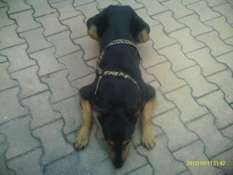 (rip) Trouvé chien mâle genre beauceron entre Dabisse et Les Pourcelles (04) 28/09/2012 Imag0423