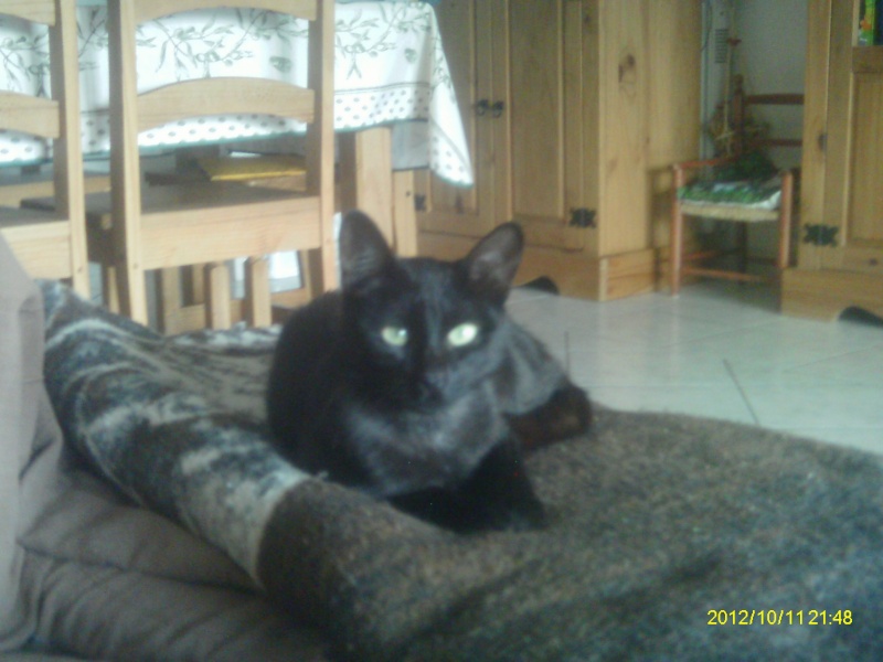 Trouvée chatte noire avec colliers ORAISON 28/08/2012 Imag0425