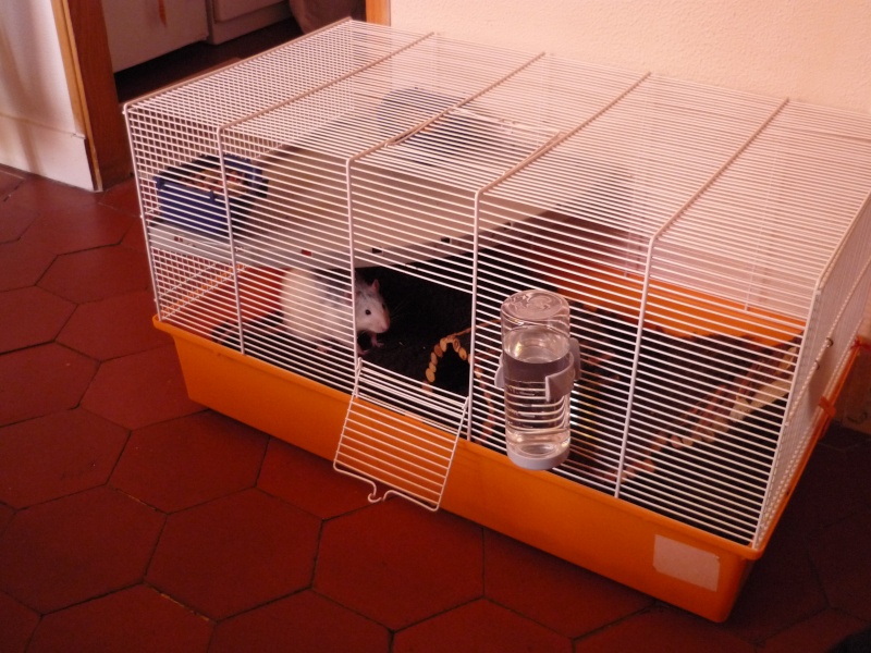 Urgent : 2 rats mâle à replacer avant la fin du mois [Paris] Cage11