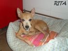 Adoption Rita pinscher de 10 ans . 144_fe10