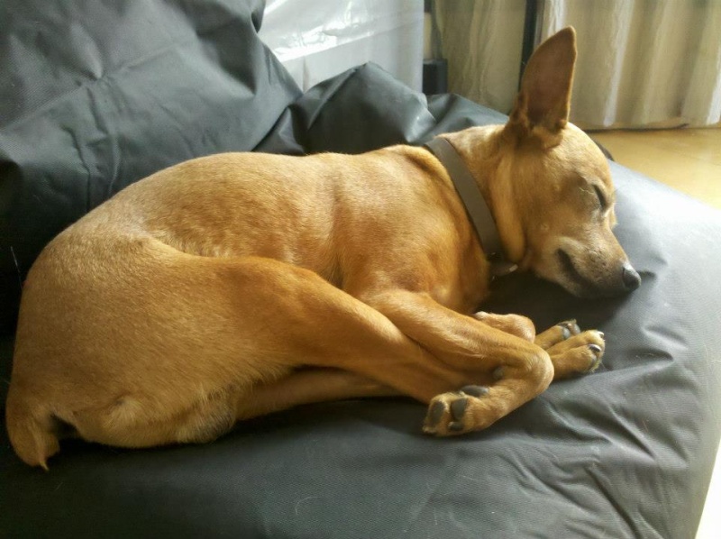 Adoption Aston 7 ans et 9 mois. 26225210