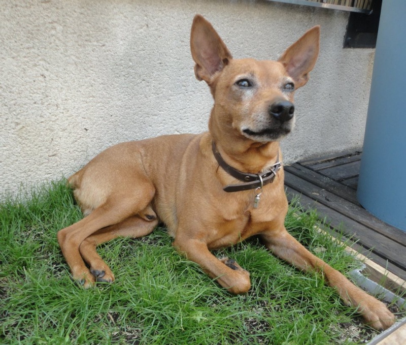 Adoption Aston 7 ans et 9 mois. 31834910