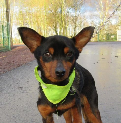 Adoption CID mâle croisé pinscher né le 1 janvier 2011(59) 500_3d10