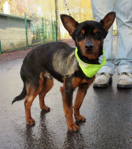 Adoption CID mâle croisé pinscher né le 1 janvier 2011(59) 500_5e10