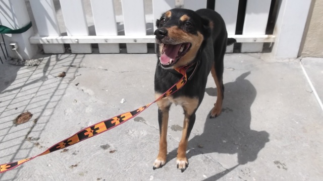 Louna x pinscher de 11ans à l'adoption (60) 82485810