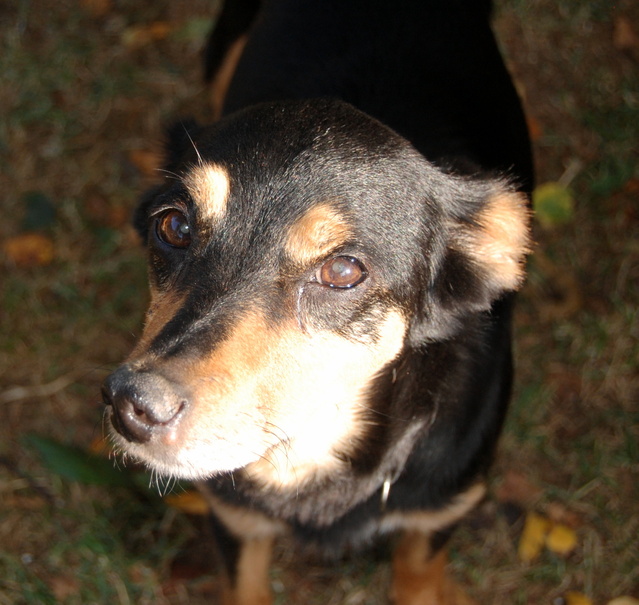 Louna x pinscher de 11ans à l'adoption (60) C80ig10