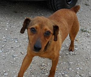 Adoption Gloops, pinscher né en janvier 2011. Captur11