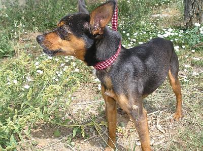 Adoption Virgule,pinscher mâle ,3 ans et 3 mois. P1010211