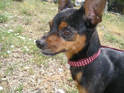 Adoption Virgule,pinscher mâle ,3 ans et 3 mois. P1010212