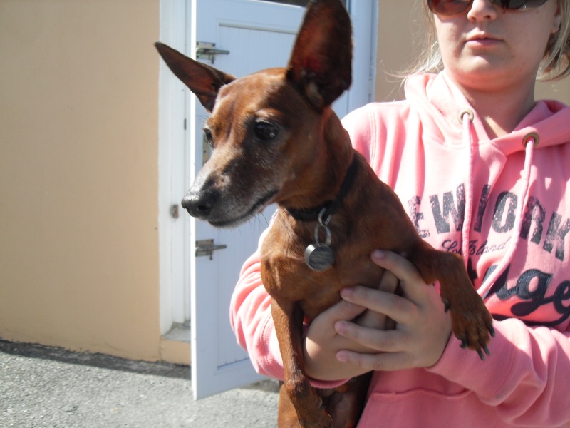 Athos ,pinscher né le 01-04-2005 à l'adoption. Sdc10611