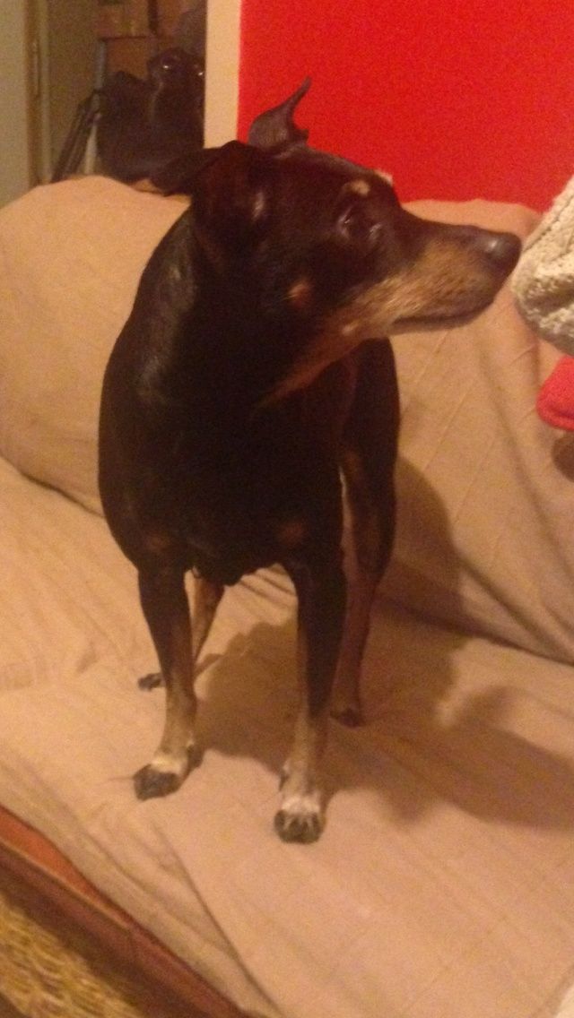 Adoption Toy pinscher noir et feu de 10 ans (60 .Oise) Toy_1110