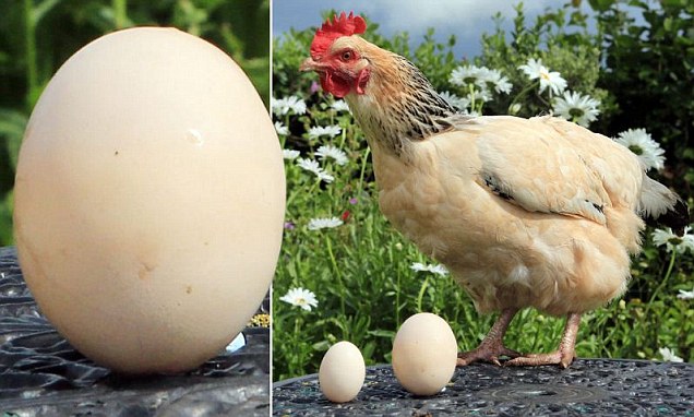 دجاجة تبيض بيضة عملاقة اكبر بثلاث مرات من الحجم المعتاد D1810
