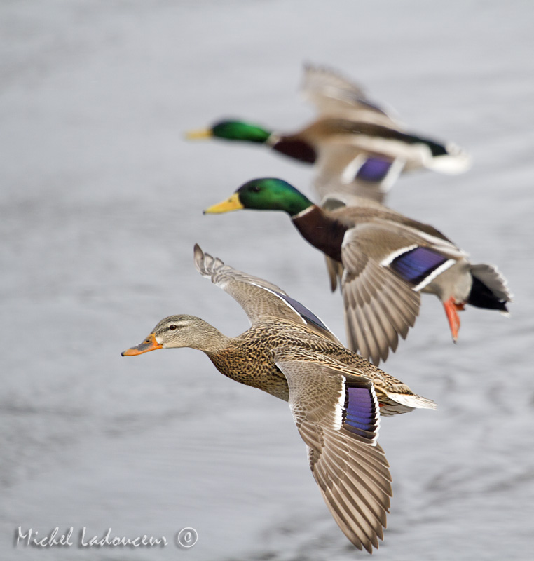  trio de colvert ... Trio10