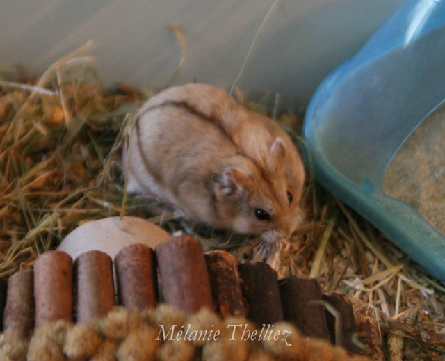 [Hamster] Dana Scully 2013_012