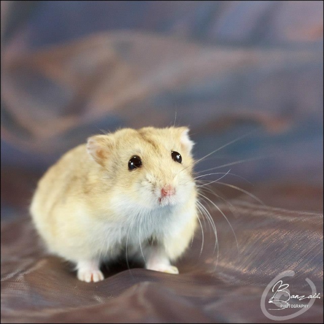 [Hamster] Dana Scully 94236910