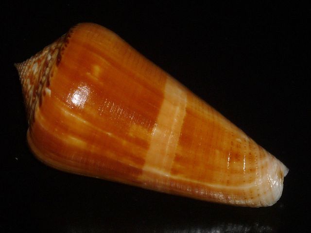 Conus (Pionoconus) consors  GB Sowerby I, 1833 _573_611