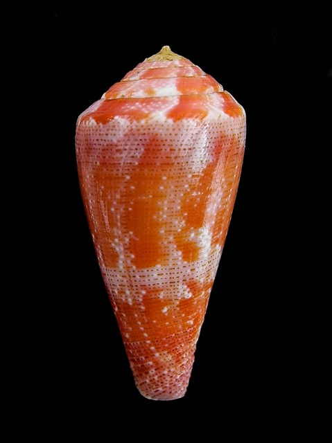 Conus (Rhizoconus) pertusus elodieallaryae  Cossignani, 2013 Elodie10