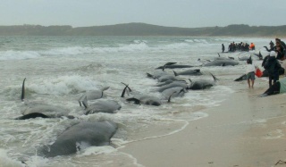 [Zoologie - Mammifères marins] 200 baleines-pilotes s'échouent sur une une plages de Nouvelle-Zélande (février 2015) 200_ba10