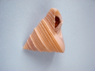 Calliostomatinae Astele bularra Garrard, 1961  310