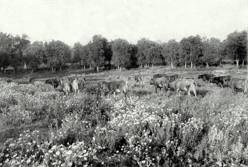 Le MAROC en 1932 Jc_l_p63