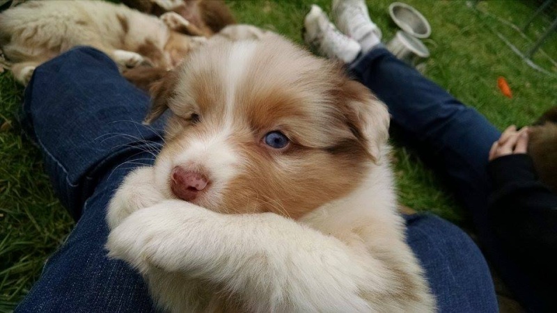 On se retrouve ici entre futurs adoptants ! - Page 5 20150213