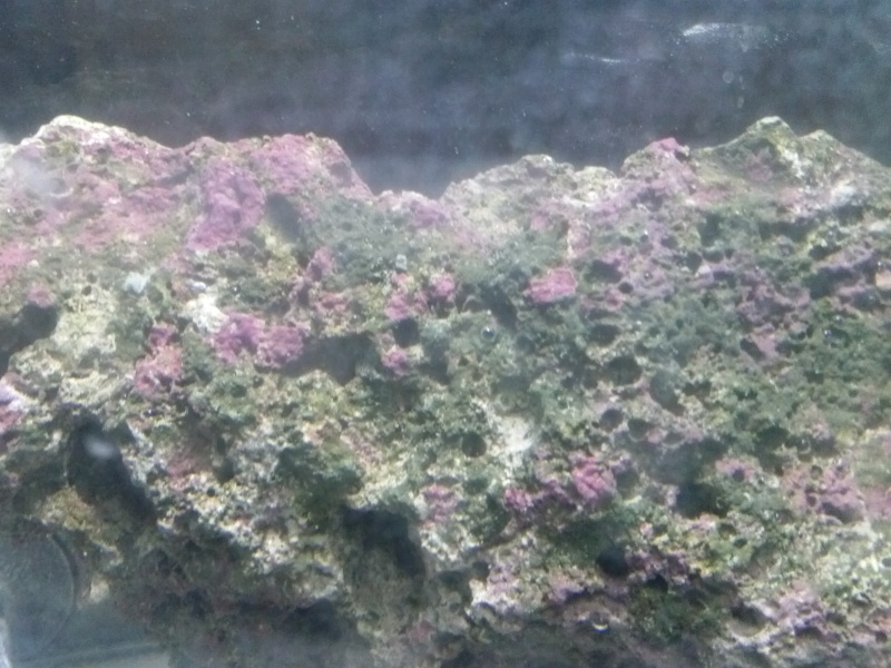 pierre vivante sans ou presque pas de.coraline .. Cam00014