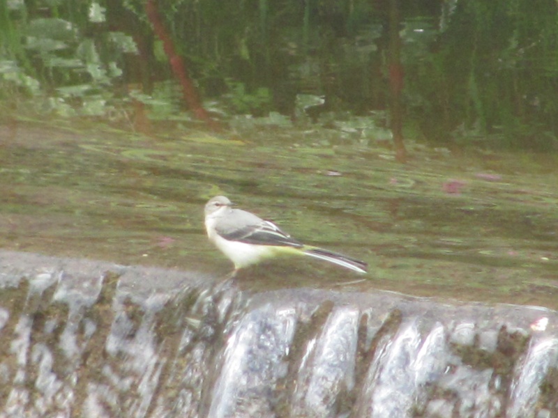 Quel est cet oiseau? Img_6122