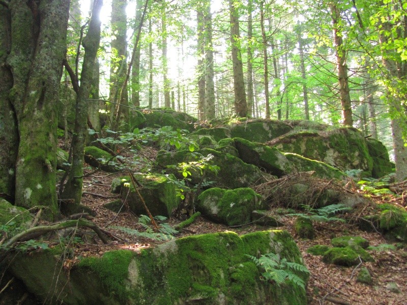 Bienvenue dans les Vosges! Img_7347