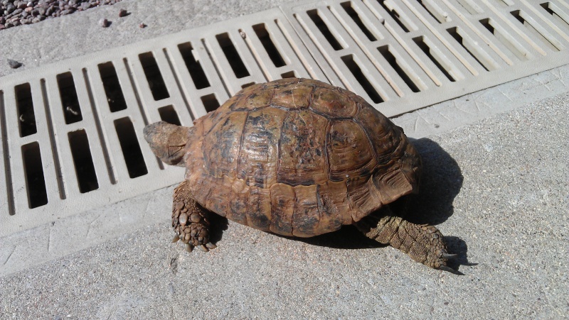  identification  d'une tortue receuilli Imag0310