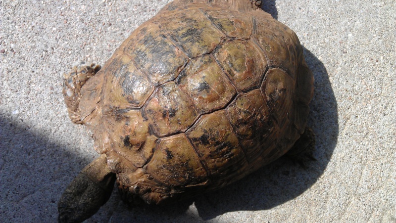  identification  d'une tortue receuilli Imag0311