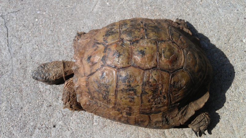  identification  d'une tortue receuilli Imag0312