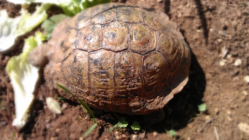  identification  d'une tortue receuilli Imag0316