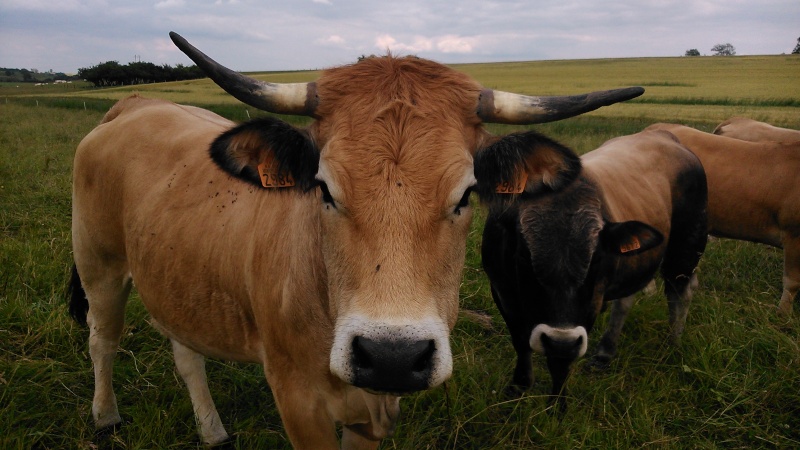 L'aubrac en allaitant Dsc_0011